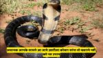 अचानक आपके सामने आ जाये ज़हरीला कोबरा सांप! तो घबराये नहीं, करे यह उपाय
