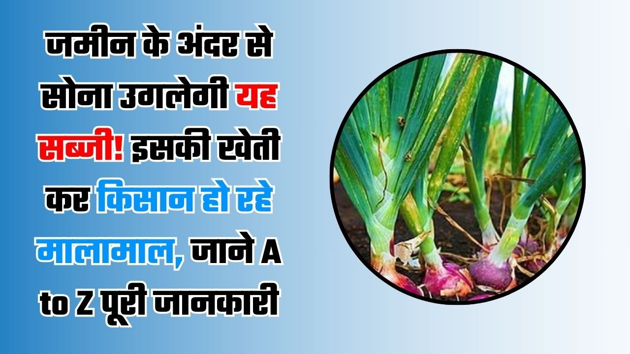 जमीन के अंदर से सोना उगलेगी यह सब्जी! इसकी खेती कर किसान हो रहे मालामाल, जाने A to Z पूरी जानकारी