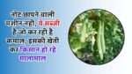 नोट छापने वाली मशीन नहीं, ये सब्जी है जो कर रही है कमाल, इसकी खेती कर किसान हो रहे मालामाल