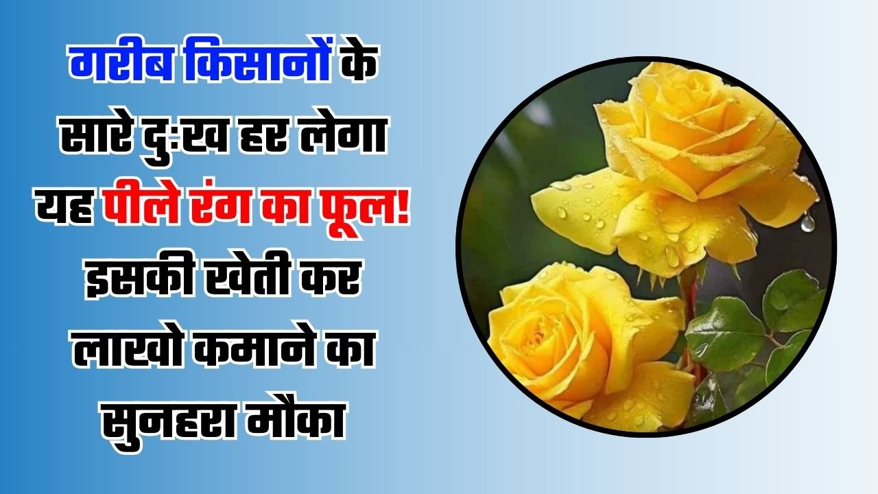 गरीब किसानों के सारे दुःख हर लेगा यह पीले रंग का फूल! इसकी खेती कर लाखो कमाने का सुनहरा मौका