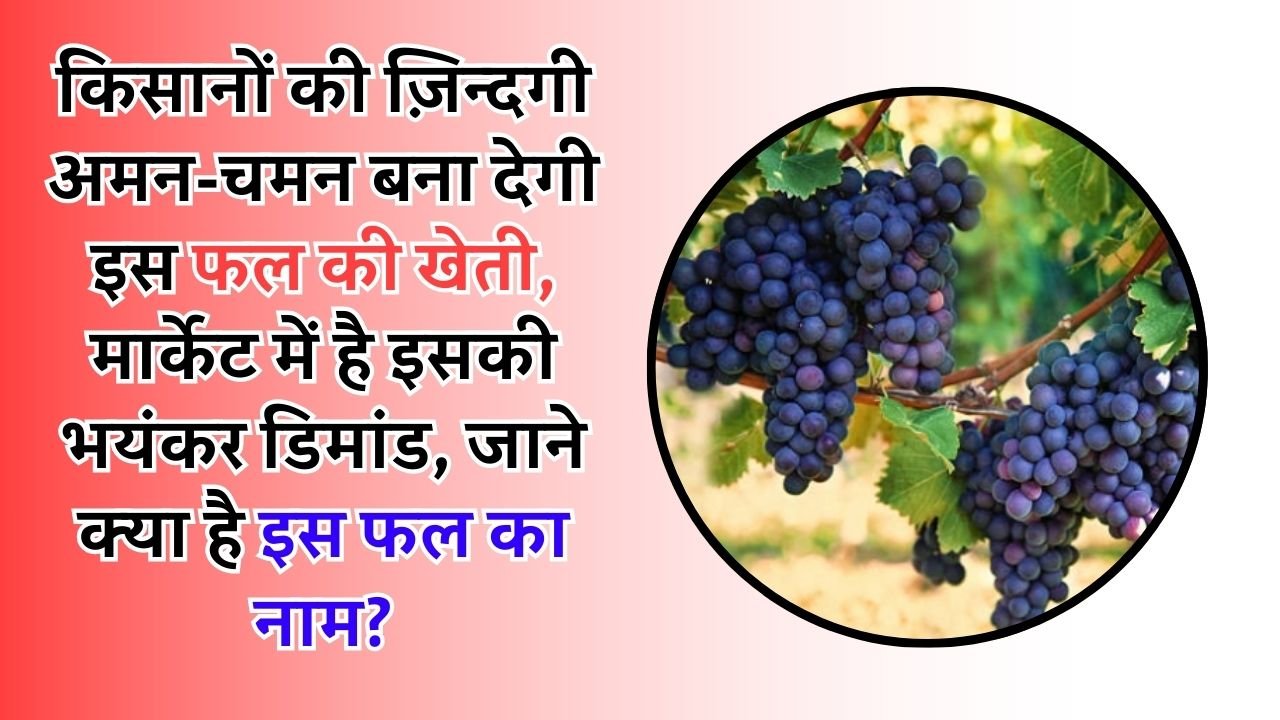 किसानों की ज़िन्दगी अमन-चमन बना देगी इस फल की खेती, मार्केट में है इसकी भयंकर डिमांड, जाने क्या है इस फल का नाम?