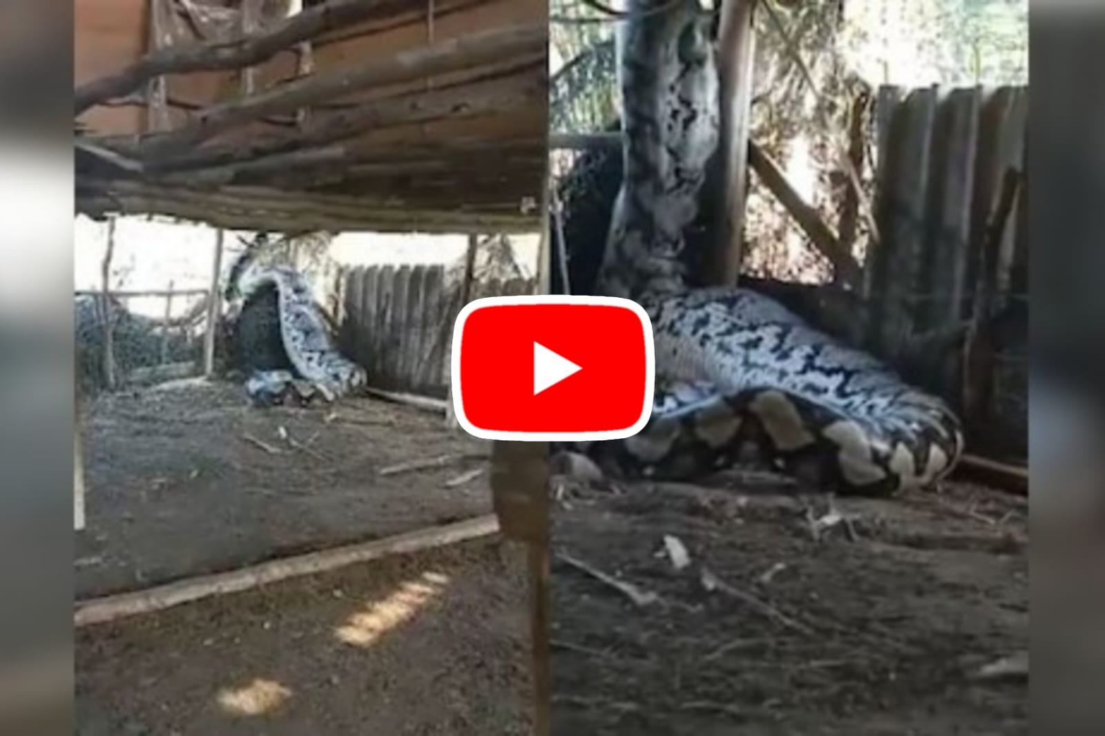 Ajgar Ka Video: A giant snake broke the wall and started creating havoc.