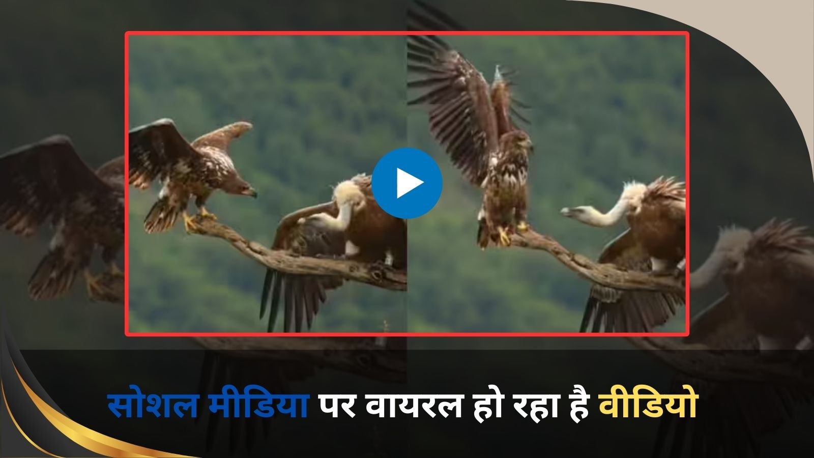 Baaz Ka Video: As soon as the vulture overpowered the eagle, he seized the opportunity and emerged as the king of the sky.