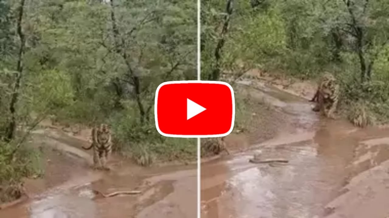 Bagh Aur Cobra Ka Video: A poisonous cobra came in front of a ferocious tiger walking in the forest.