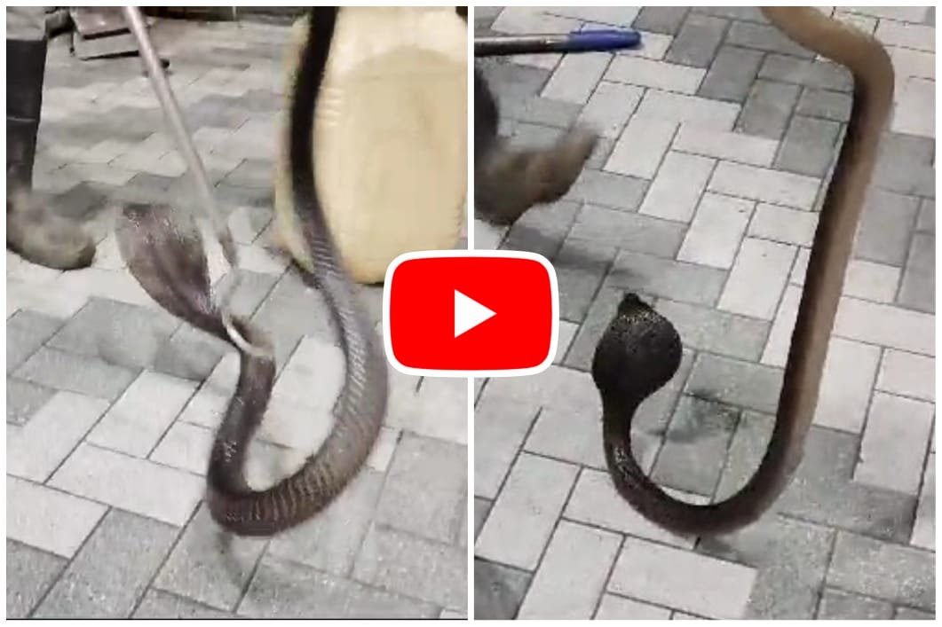 Cobra found in the house: Cobra snake found in the house