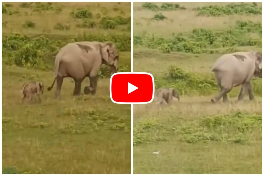 Hathi Ka Video: As soon as he was born, little Gajraj sir got up and followed his mother.