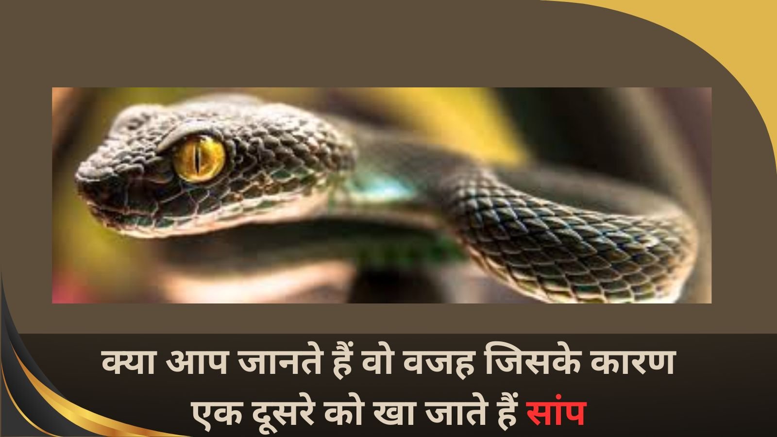 Interesting Facts of Snakes: Do you know the reason due to which snakes eat each other?