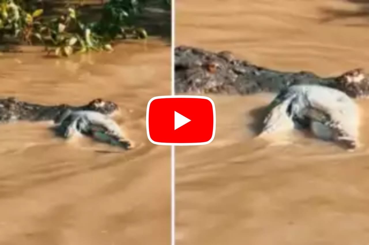 Magarmach Ka Video: The water monster made its own companion its victim, the video will shock your heart.