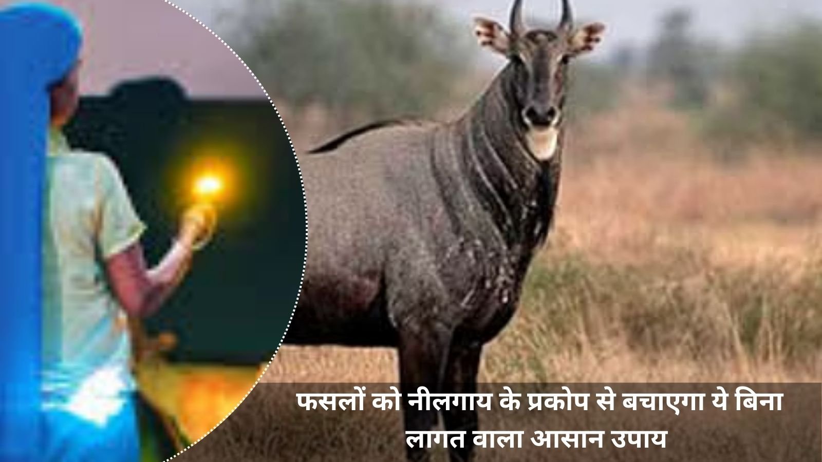 Nilgai Se Bachaav : This easy and cost-free solution will save the crops in the field from the attack of Nilgai