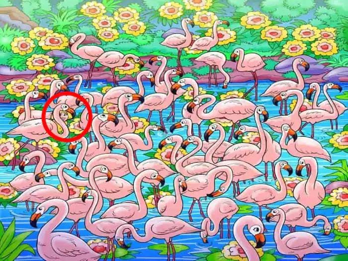 Optical Illusion: Only the brave will be able to find the girl in this picture full of pairs of swans
