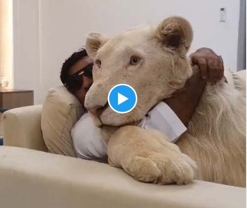 Sher Ka Video: Babbar lion sitting in a man's lap as if he was a pet dog