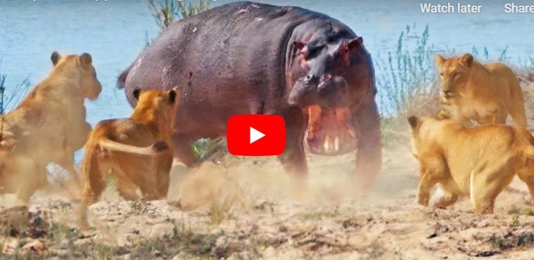 Sherni Aur Hippo Ka Video: Fierce conflict between lone hippo and 7 lionesses