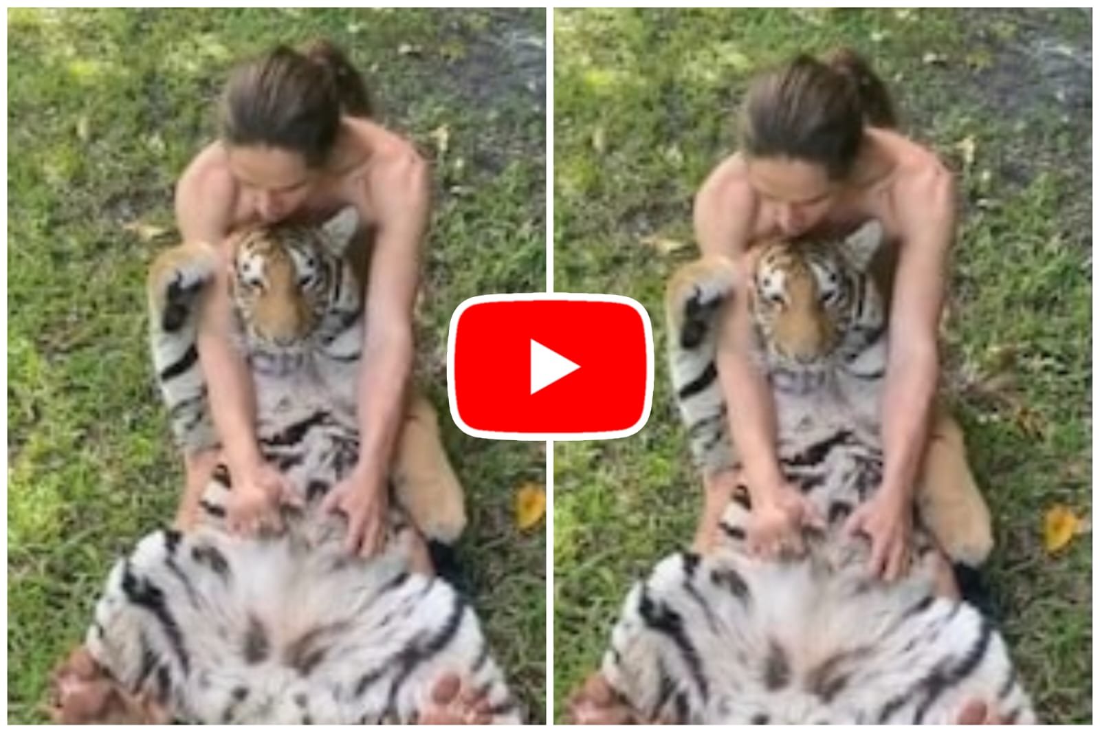 Bagh Ka Video: Man showered love on a tiger by making him lie on his lap, video went viral