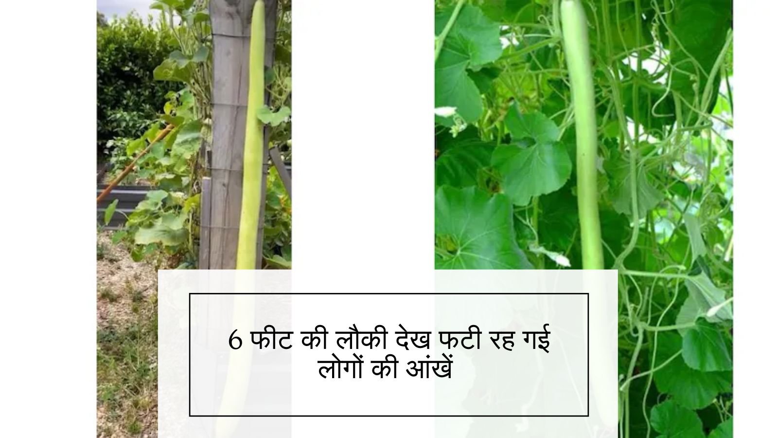 5 To 6 Ft Tall Bottle Gourd: People's eyes were left in tears after seeing 6 feet long bottle gourd on social media.