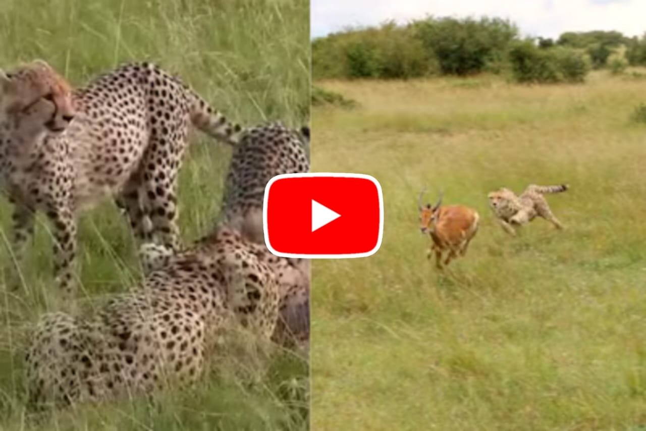 Video of Cheetah and Deer: Cheetah hunted deer for its cubs