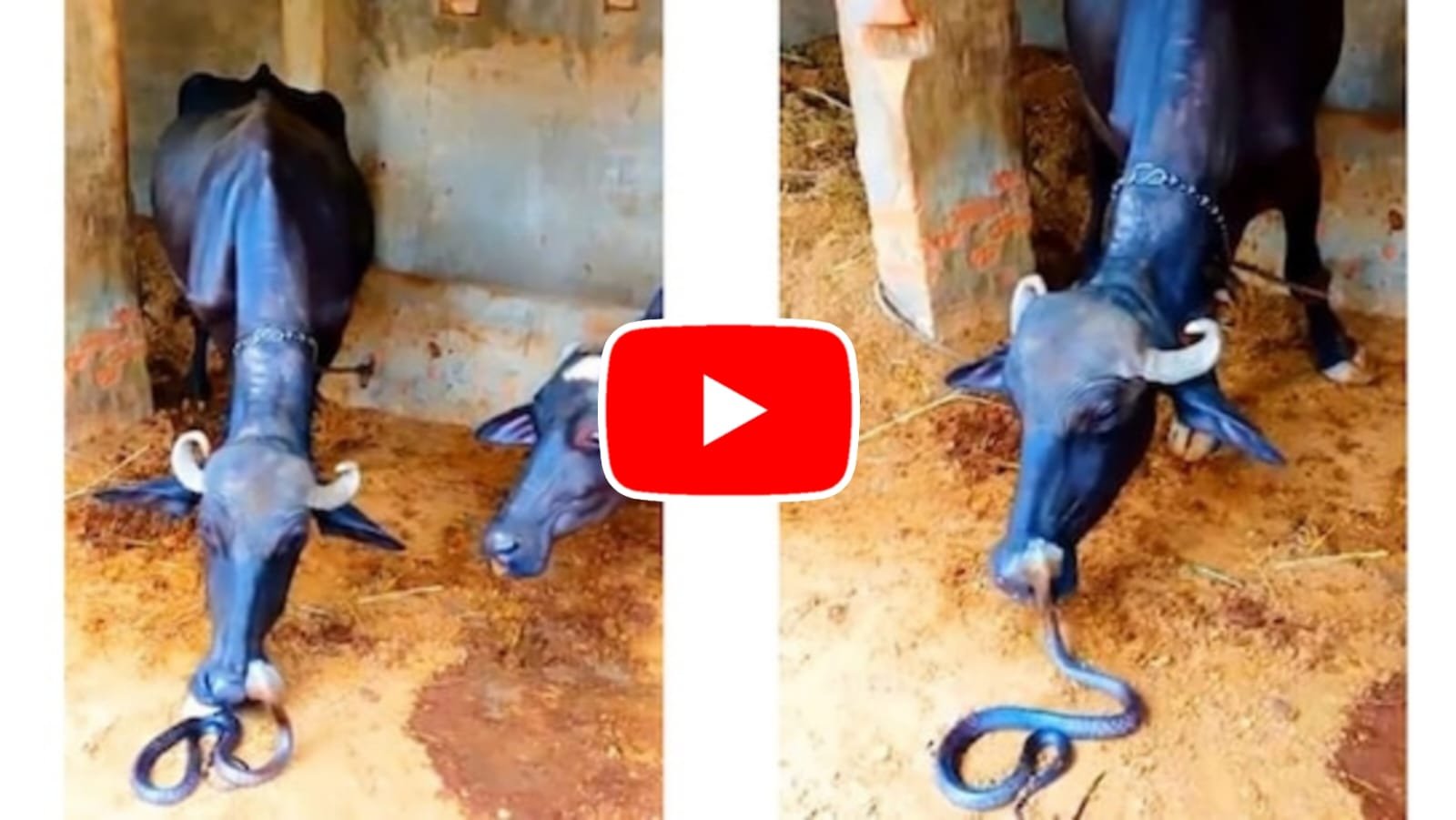 Video of Cobra and Buffalo: Nagraj encountered a buffalo in the stable, video went viral