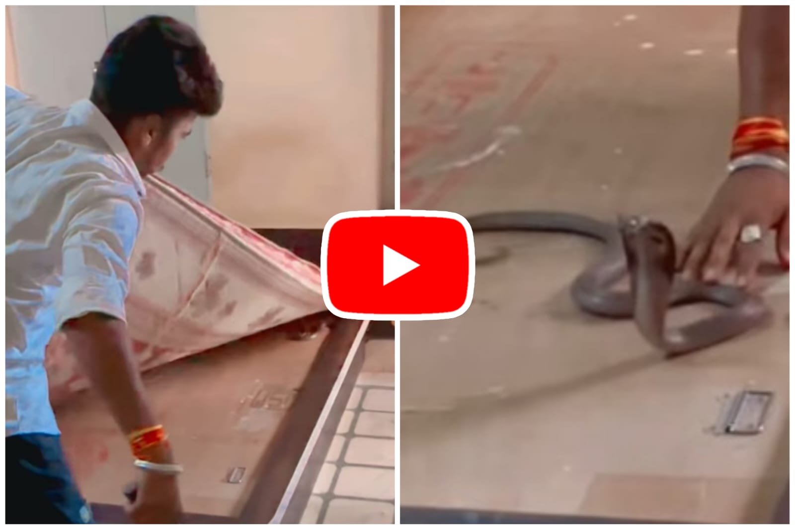 Cobra Ka Video: The cobra snake was hiding under the mattress, as soon as the boy started trying to rescue it, it attacked him.