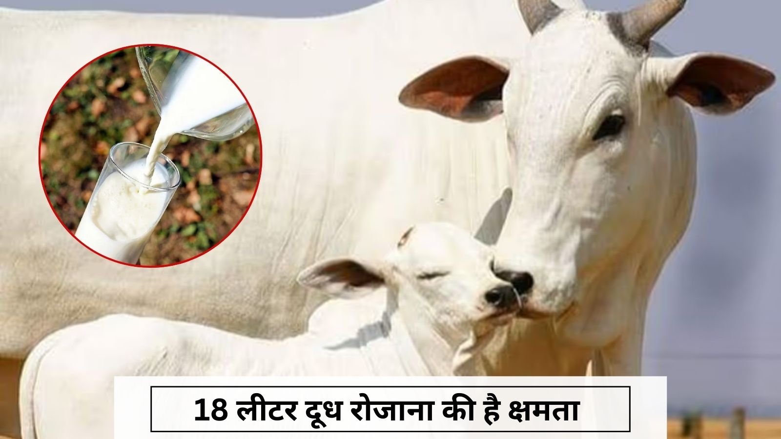 Tharparkar Cow Breed: Farmers are becoming rich by rearing cows of this breed.