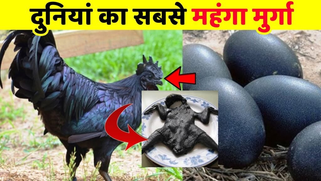 इस काले मुर्गी का पालन कर हो जाओगे कम समय में मालामाल। kadaknath Palan