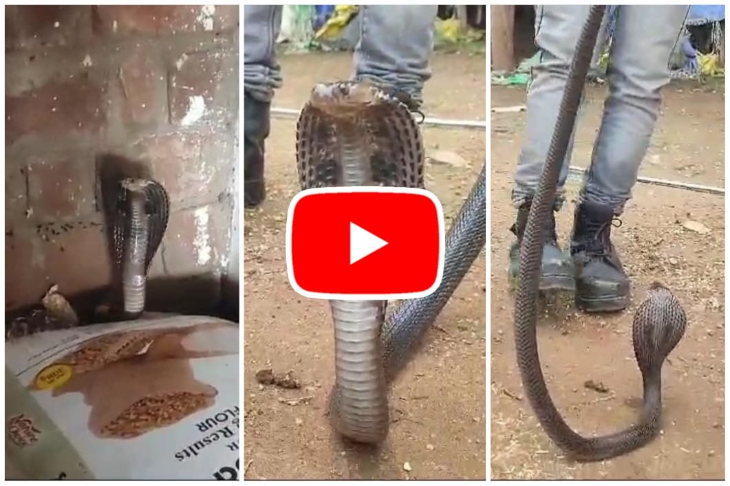 Naag Nagin Ka Video: A pair of snakes were hiding behind a sack in the house, Sarpamitra rescued them