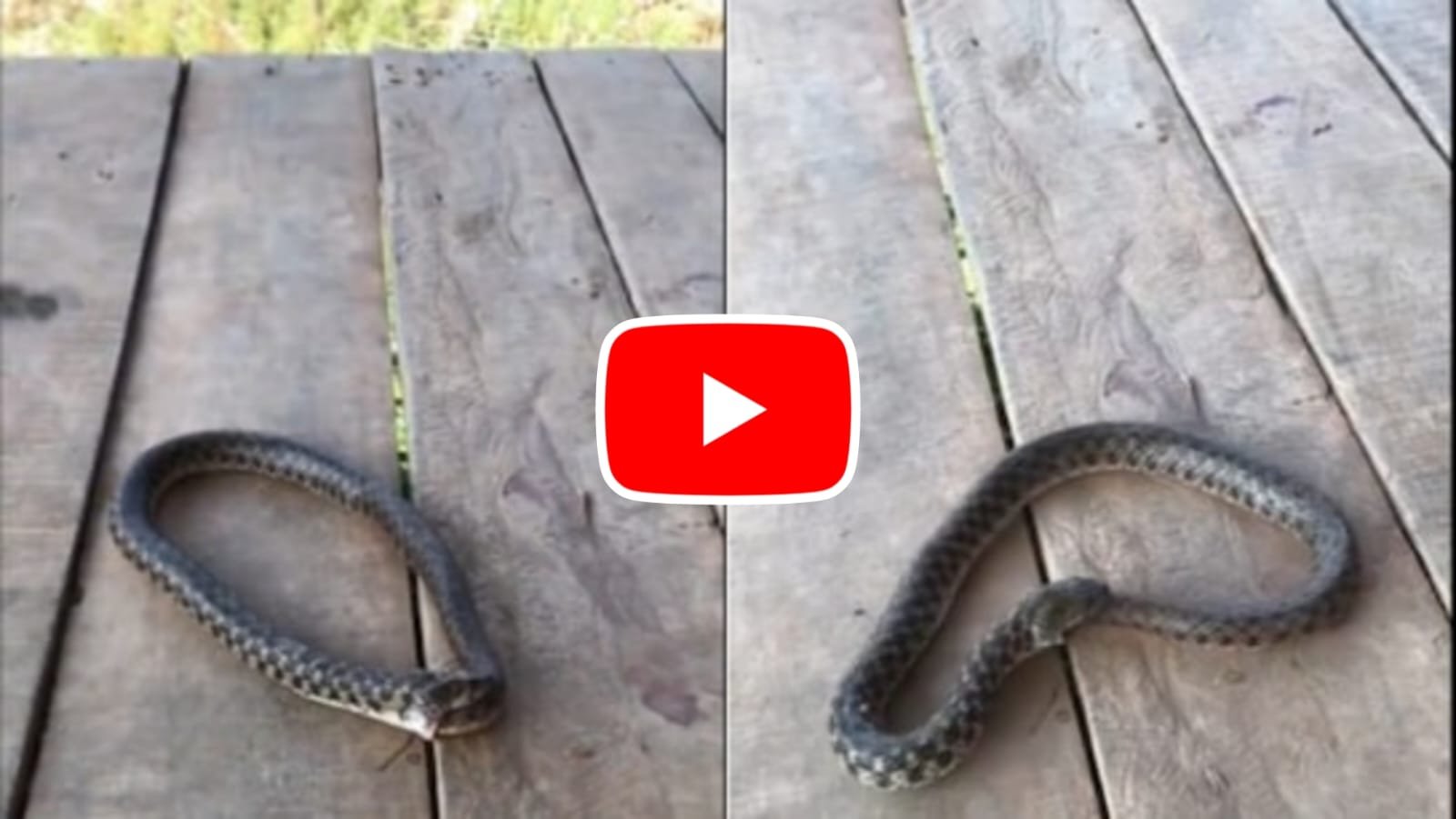 Snake Ka Video: What happened that the snake started eating itself?