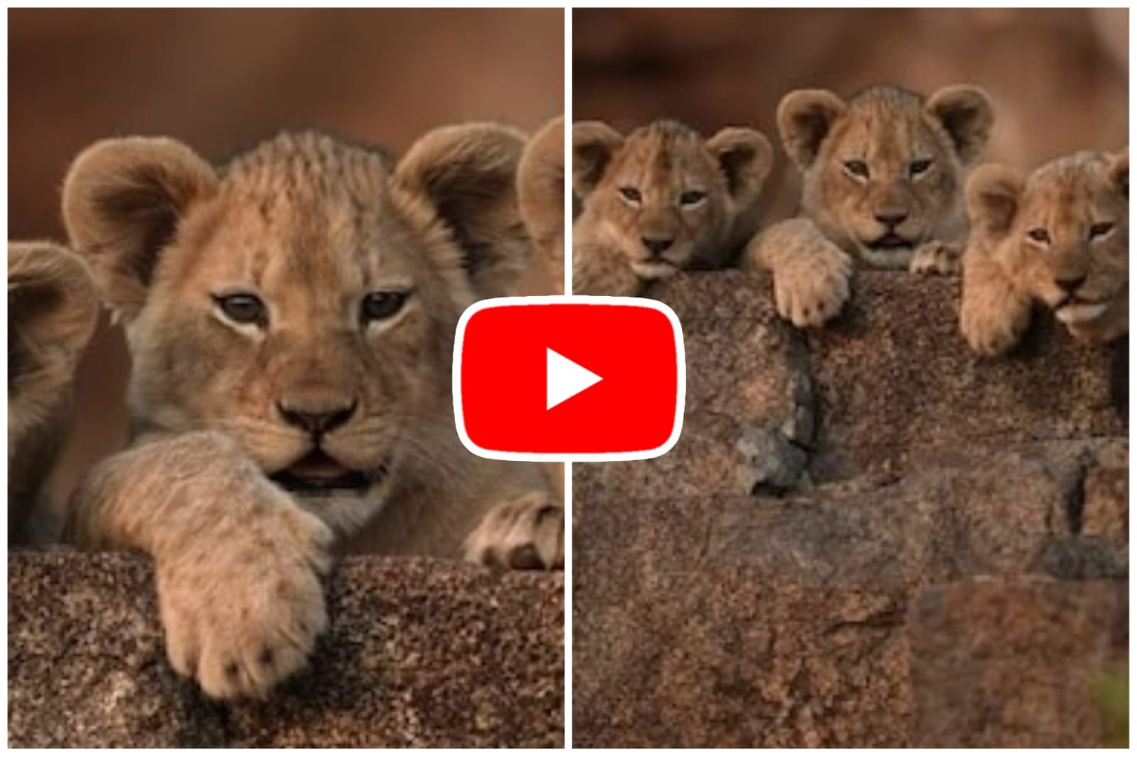 Sher Ka Video: Little lion cubs were seen looking at the camera in a very cute manner.