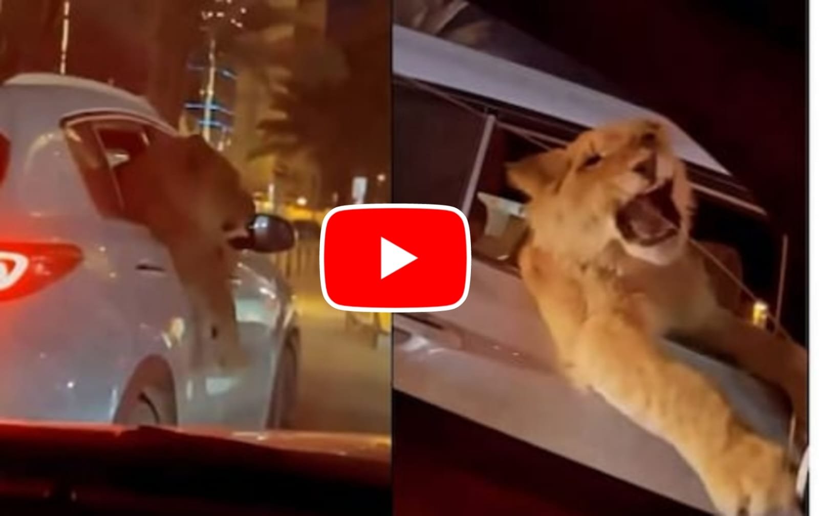 Sher Ka Video: The king of the jungle took a royal ride in a luxury car, then met a cat on the way.