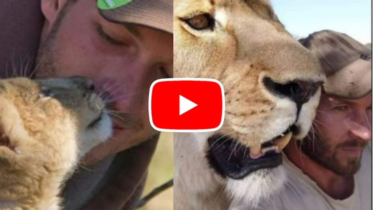 Sherni Ka Video: A man rescued a lioness in her childhood and then raised her like a daughter