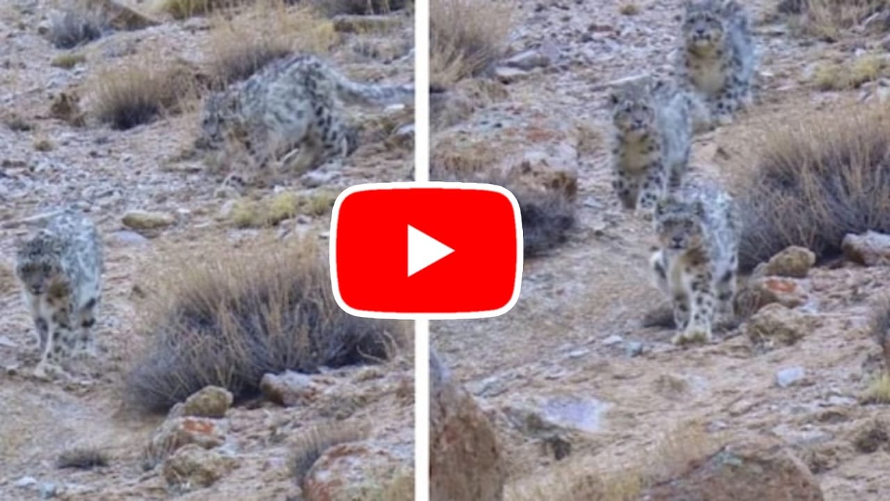 Snow Leopard Ka Video: Snow leopard family seen in cute style with their cubs