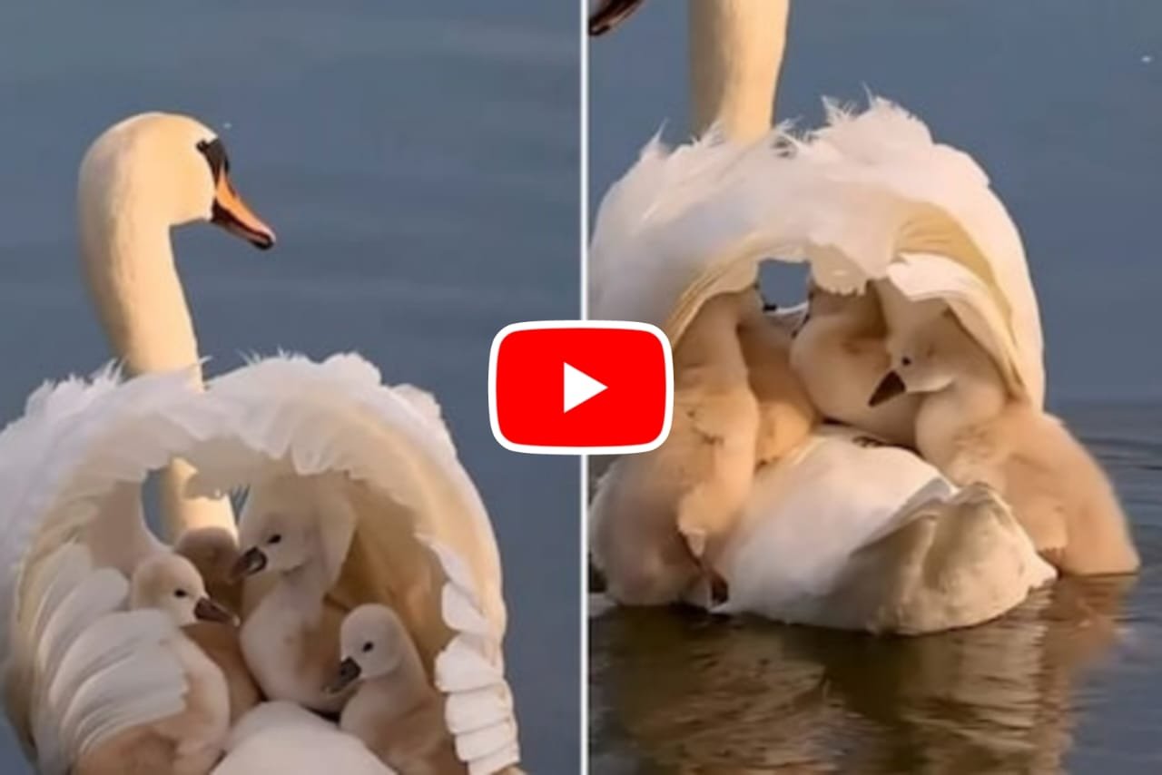 Swan Ka Video: How a swan made a home by spreading its wings to keep children safe