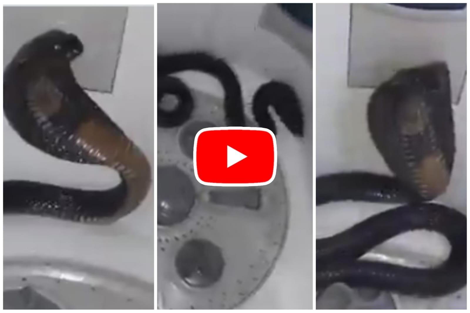 Cobra in Washing Machine: Check once before washing clothes, here Cobra was found inside the machine