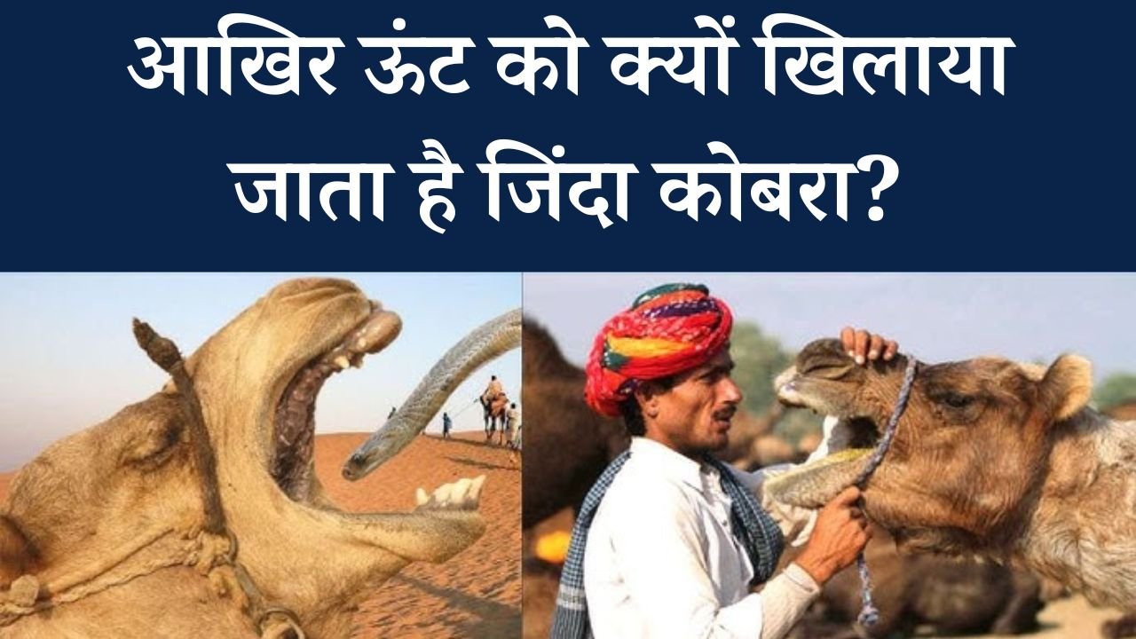 Camel Khata Hai Cobra - आखिर ऊंट को क्यों खिलाया जाता है जिंदा कोबरा?