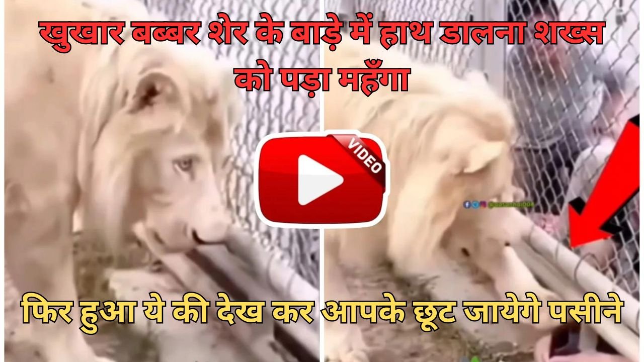 Sher ka video: खुखार बब्बर शेर के बाड़े में हाथ डालना शख्स को पड़ा महँगा, फिर हुआ ये की देख कर आपके छूट जायेगे पसीने