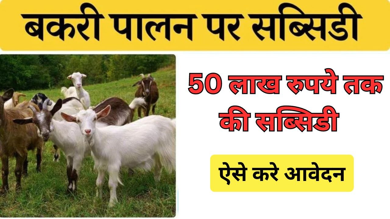 Bakri Palan Subsidy Yojana: बकरी पालन पर 50 लाख रुपये तक की सब्सिडी पाएं, ऐसे करे आवेदन