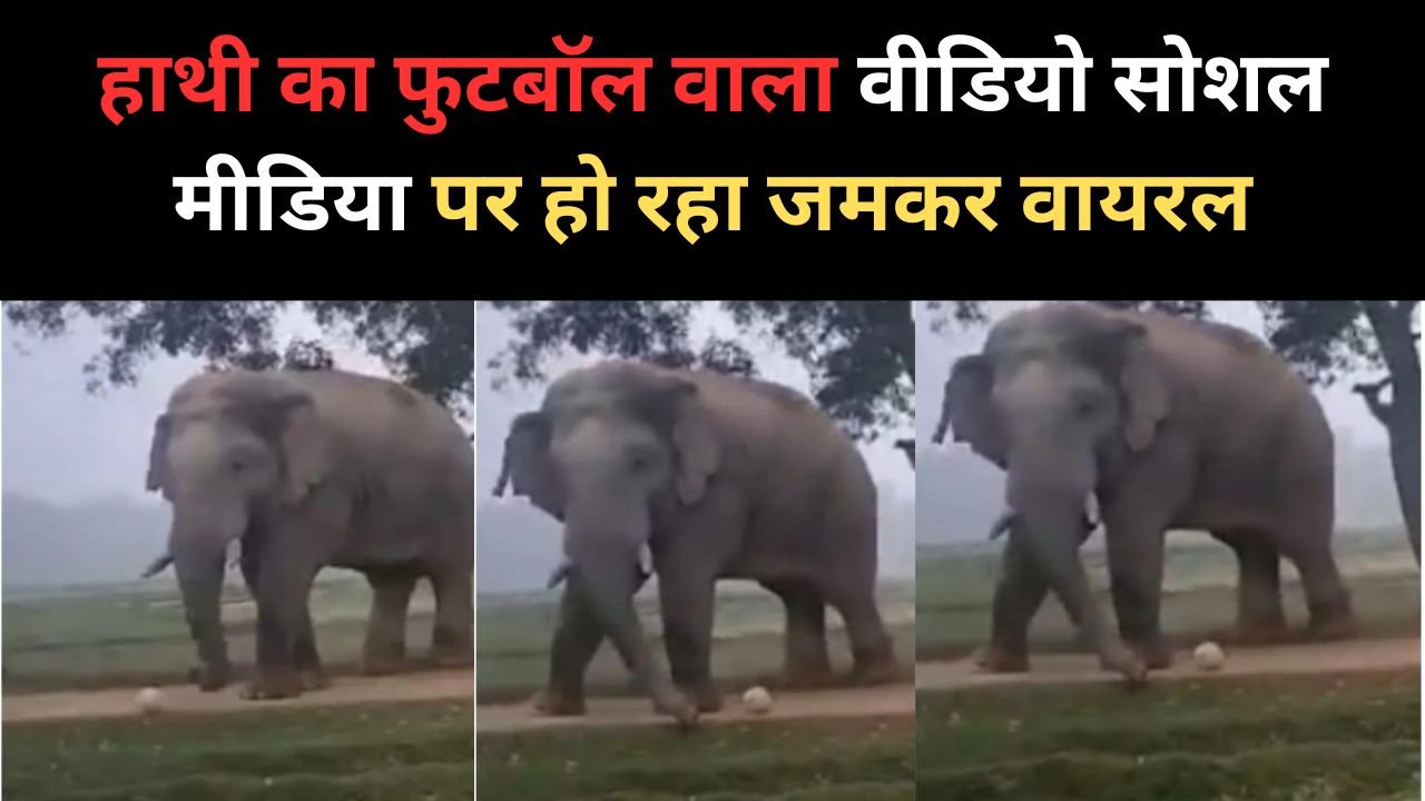 Hathi Ka Video: हाथी का फुटबॉल वाला वीडियो सोशल मीडिया पर हो रहा जमकर वायरल