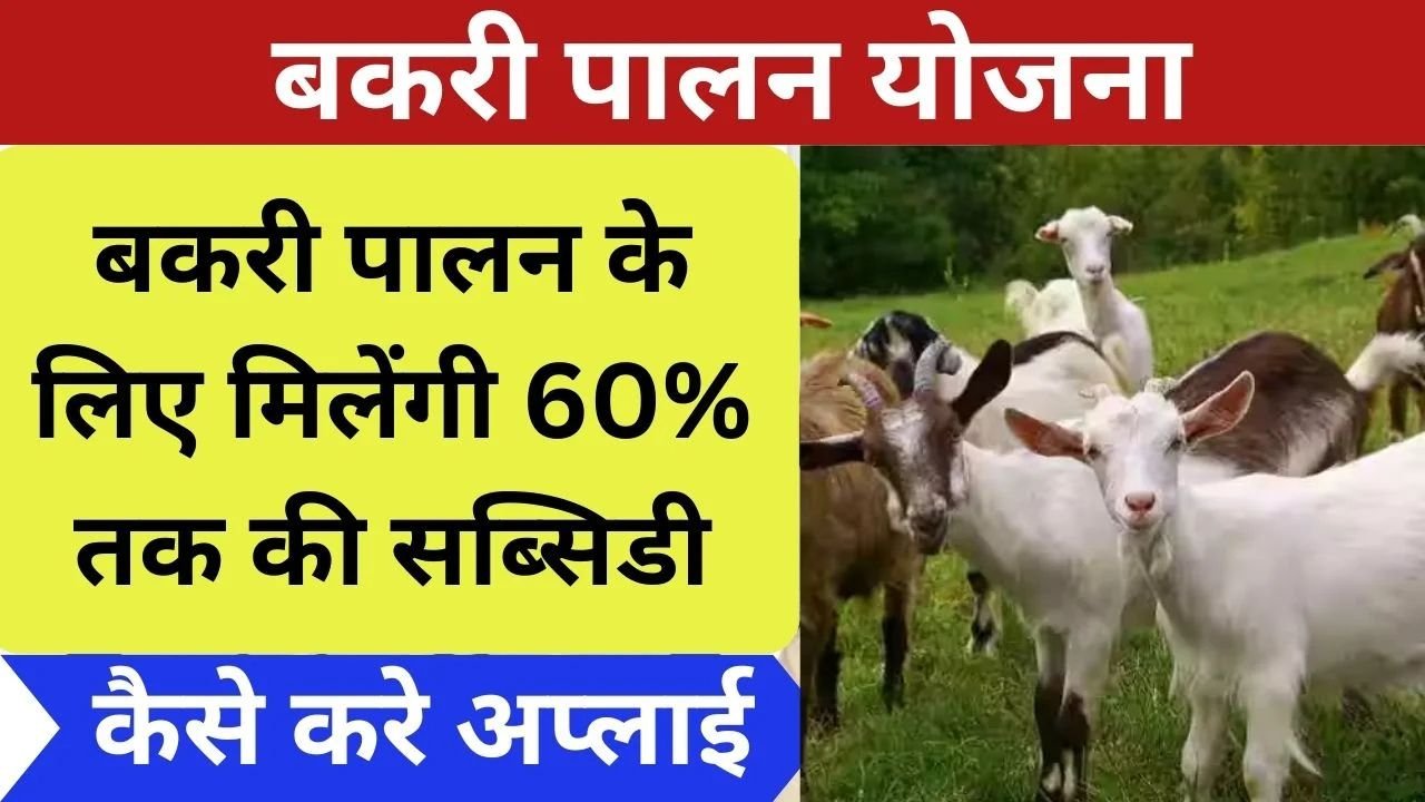 बकरी पालन के लिए पशुपालको को 60% तक मिलेंगी सब्सिडी, जानिए कैसे करें आवेदन